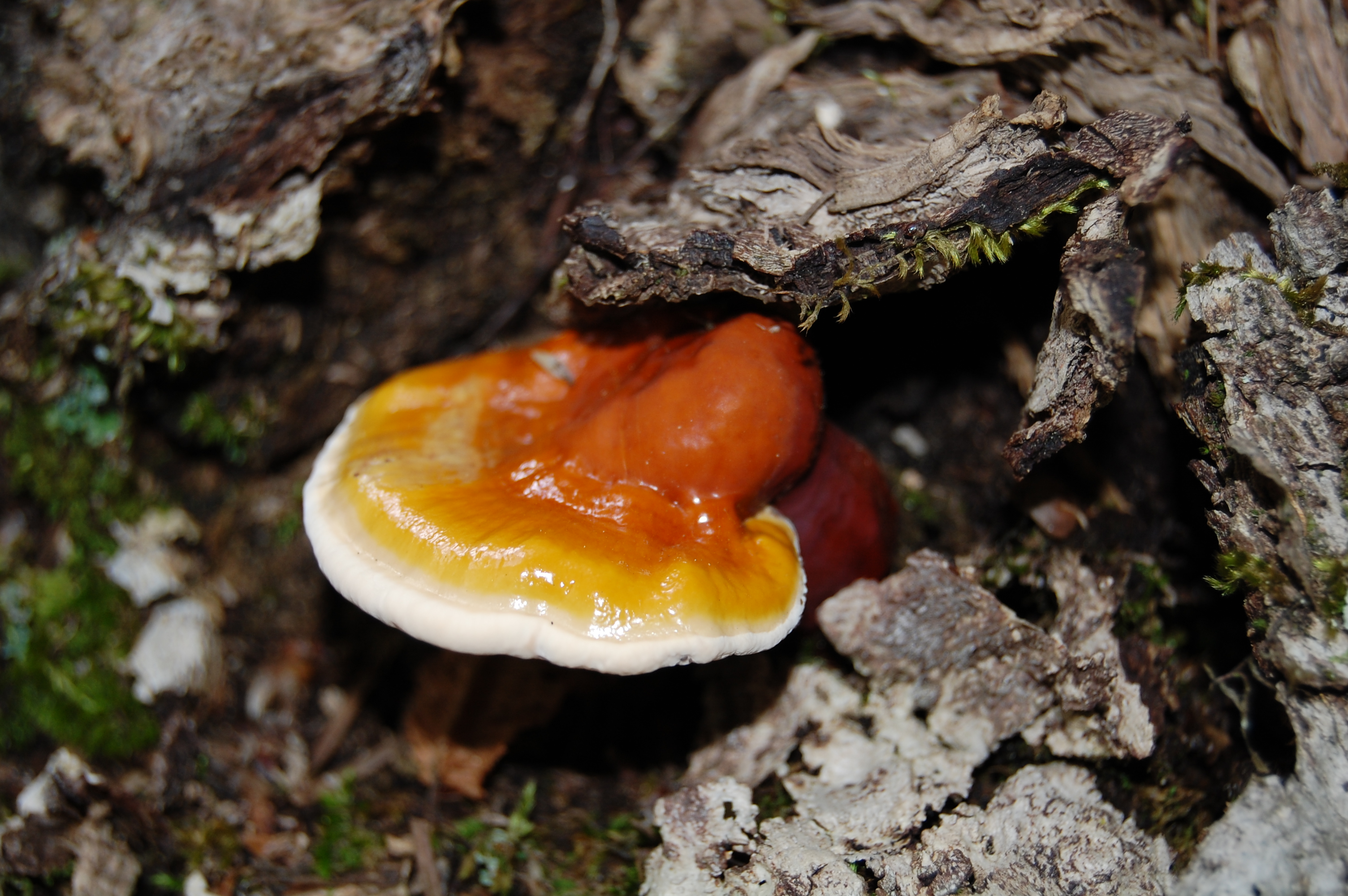 Reishi, Ölümsüzlük Mantarı - Ganoderma lucidum
